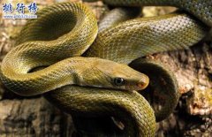 蛇的寿命有多长,世界上寿命最长的蛇（20万岁）