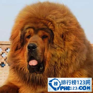 世界上最大的藏獒王